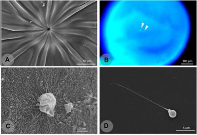 Establishing a model fish for the Neotropical region: The case of the yellowtail tetra Astyanax altiparanae in advanced biotechnology